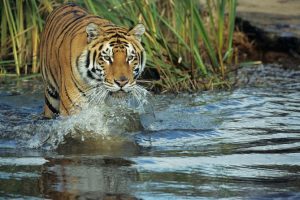 royal bengal tiger at chitwan national park