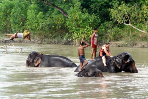 elephants at chitwan national park