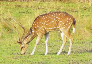 deer chitwan national park